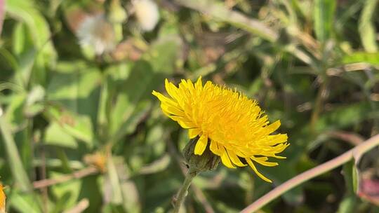 黄色野菊花