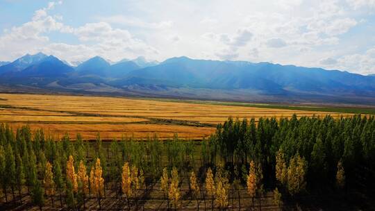 新疆哈密秋季的天山麦田