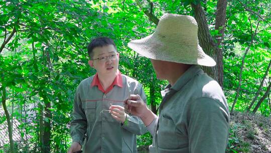 中药材石斛基地管理员研究讨论试吃霍山石斛