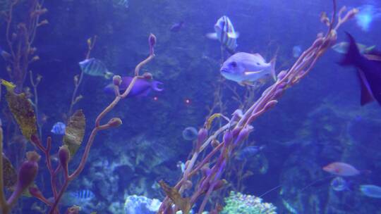 海洋生物觅食潜水海藻海带