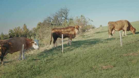 Field， Meadow，斯洛文尼亚，