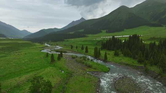 航拍草原森林风景