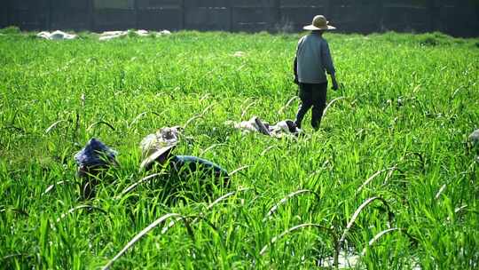 水稻农业生产水稻杂交水稻大米农民种植