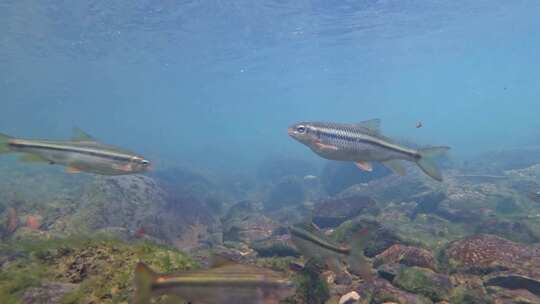 水下摄影水底鱼群-小河鱼群-自然生态视频素材模板下载