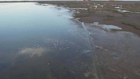 航拍湿地一群白鹭飞视频素材模板下载