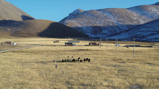 航拍青海西宁高原山脉藏族村落牦牛牧民