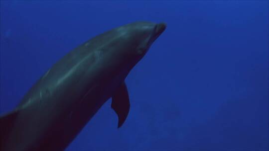 海豚游泳的特写镜头