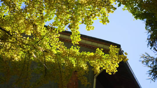 房屋旁的银杏树
