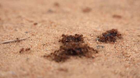 蚂蚁在沙中移动它们的食物视频素材模板下载
