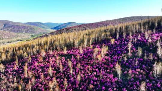 航拍山谷多彩森林杜鹃花开风景