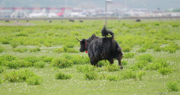 草地上的牦牛