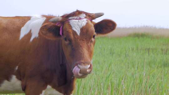 生态牧场黄牛吃草视频素材模板下载