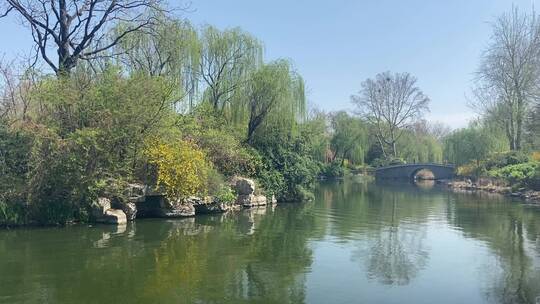 济南大明湖春天的景色，花朵绽放