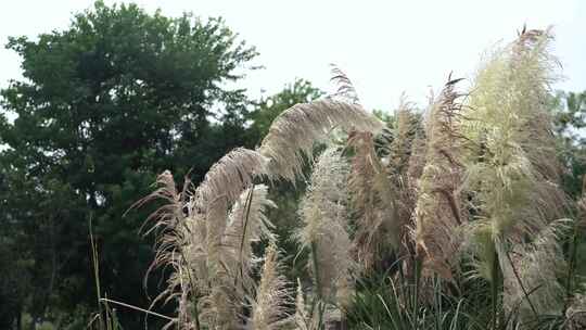 芦苇蒲苇白银芦