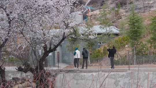 春天粉色桃花盛开藏族村落游客