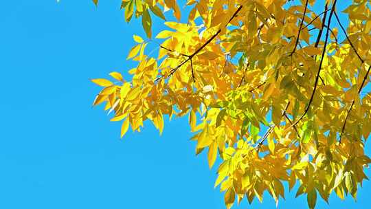 北京秋天景色金黄色的白蜡树