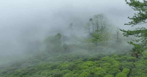 5K航拍茶园风光 武夷山桐木关正山小种茶园