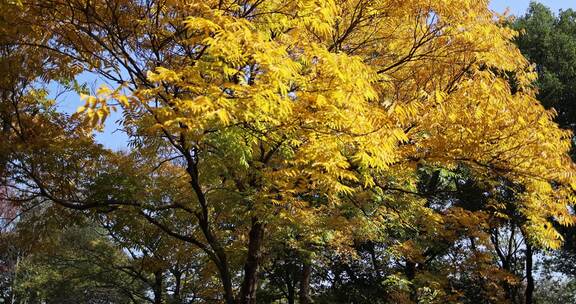 秋天的黄连木黄叶秋意浓