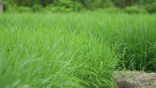 稻田稻香惬意风声