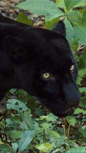 黑豹在自然界的美景