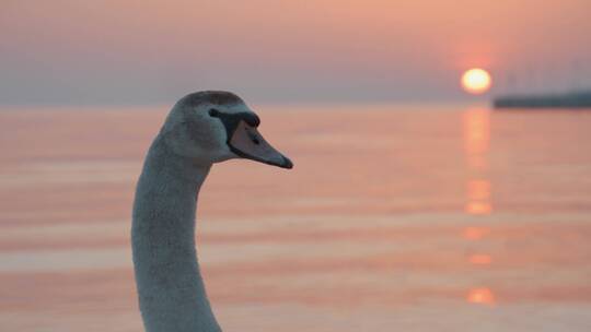 夕阳下海边的天鹅