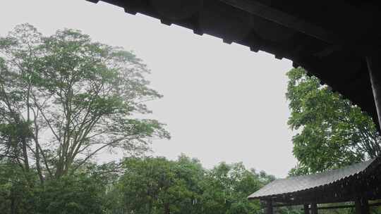 树木绿叶雨景暴雨下雨梅雨雨季视频素材模板下载