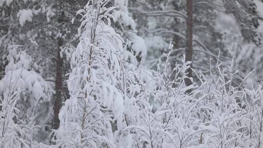 冬季大雪森林雾凇雪松唯美雪景