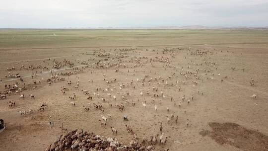 新疆骆驼群航拍