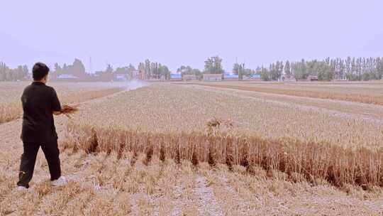 北方成熟的小麦麦田