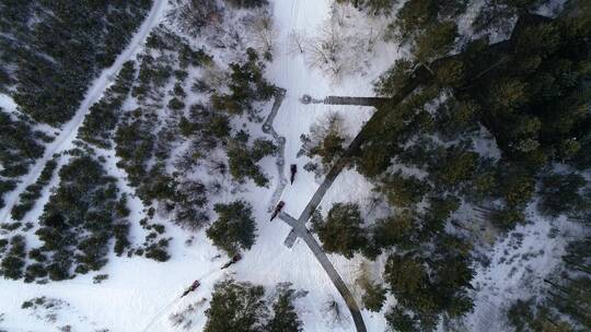 雪橇穿梭在树林里