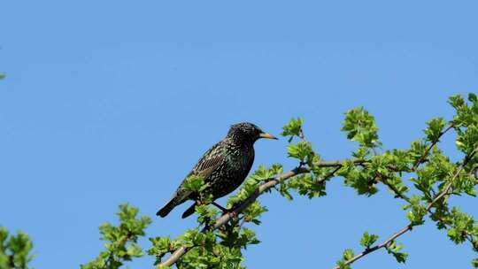 2025树上野生鸟动物