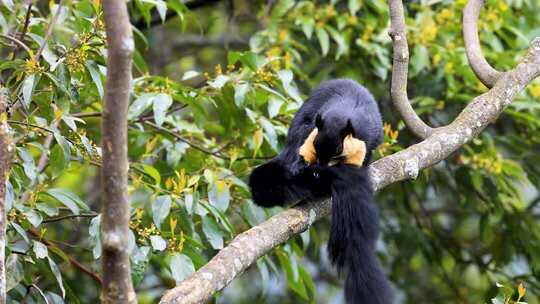 树枝上的巨松鼠、黑黄松鼠枝头活动