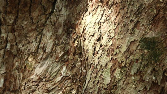 无锡惠山寺中的古树