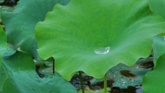 下雨荷叶上的水珠露珠露水