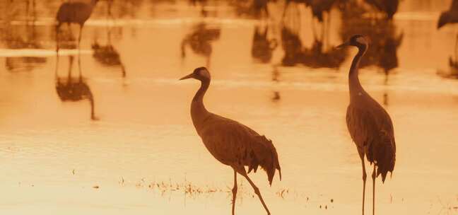 夕阳下的沼泽水鸟