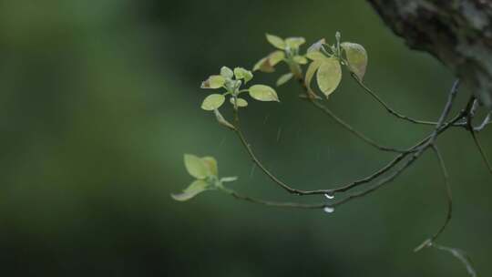 春天，嫩芽，春雨淋树叶，雨中李花