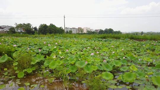 夏日池塘荷花