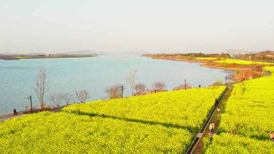 杭州富阳富春江江畔春天油菜花风景