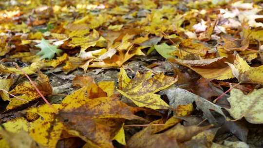 秋天飘落在地面的黄叶