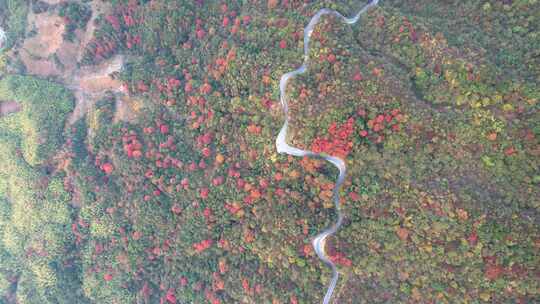 杭州临安浙西天池秋天盘山公路风景航拍