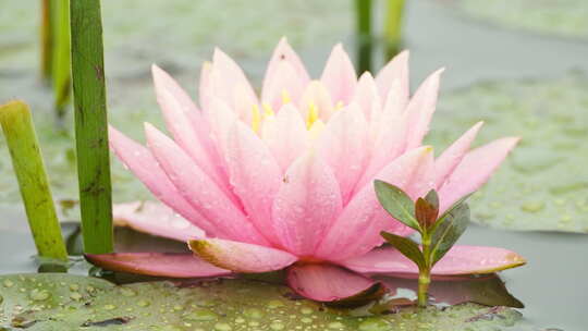 春天池塘湿地里的粉色睡莲荷花
