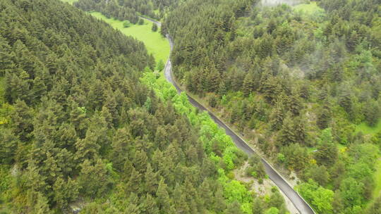 松树间蜿蜒山路的无人机鸟瞰视频素材模板下载