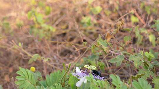 昆虫，蜜蜂，花蜜，飞行