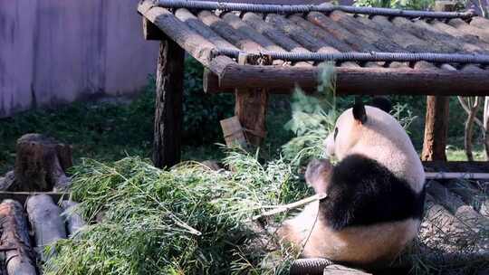 大熊猫吃竹子实拍