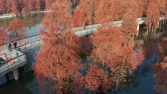 秋季杭州临安青山湖水杉林风光航拍视频素材模板下载