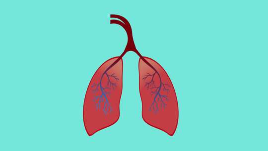人体肺部呼吸作用动画展示