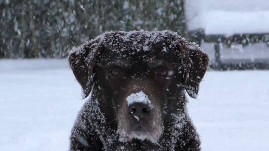 大雪雪花中正在凝视的狗狗 拉布拉多犬特写