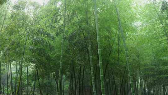 下雨天竹林景观特写，竹节挺拔竹叶繁茂