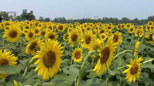 济南黄河北岸向日葵花盛开，引市民游玩打卡
