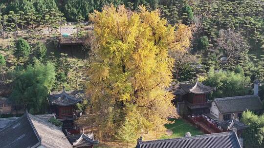 古观音禅寺银杏树